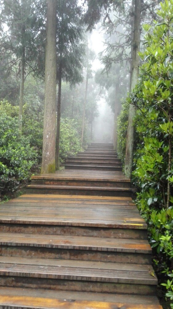 福建福鼎最美茶园,福鼎有什么美景