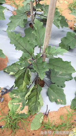 茄子黄萎病的最佳防治方法,高锰酸钾能治疗茄子的黄萎病吗