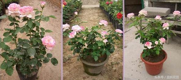 月季不能浇什么水,月季施肥不当怎么处理