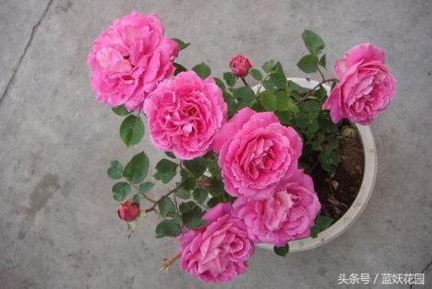 月季不能浇什么水,月季施肥不当怎么处理