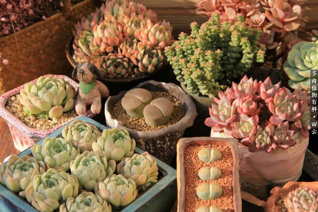 养多肉的精致生活,养多肉的乐趣在于没事瞎折腾