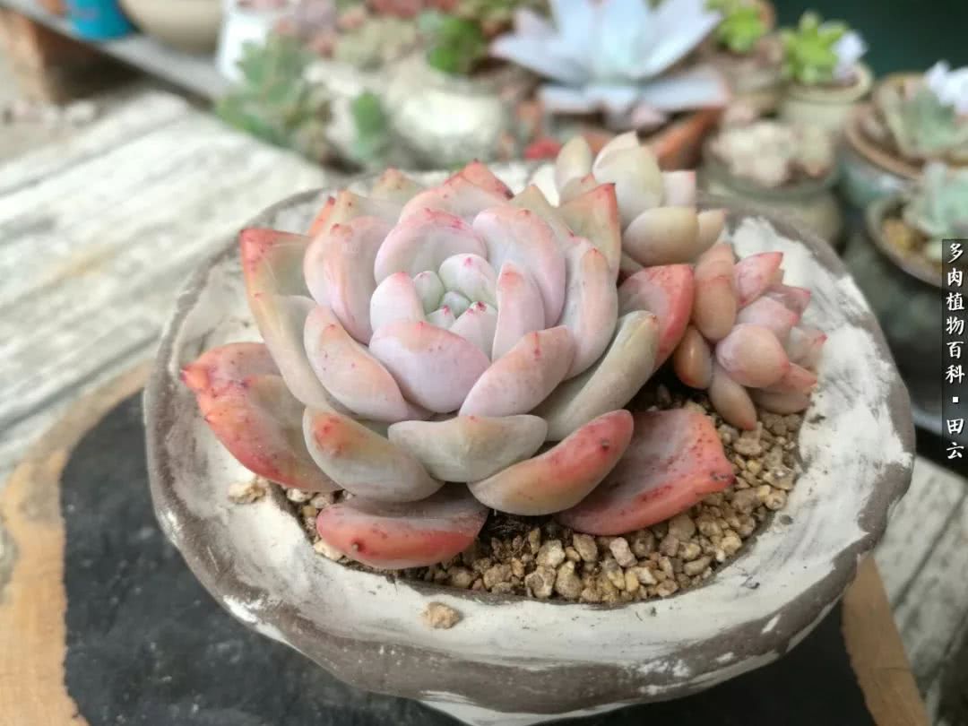 养多肉的精致生活,养多肉的乐趣在于没事瞎折腾