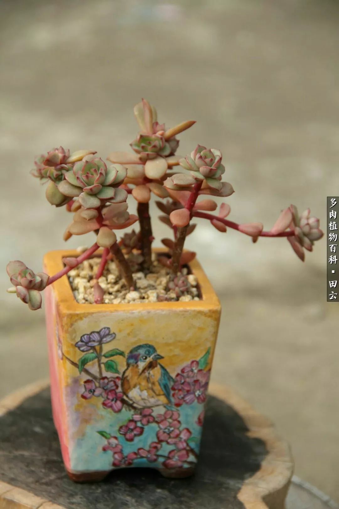 养多肉的精致生活,养多肉的乐趣在于没事瞎折腾