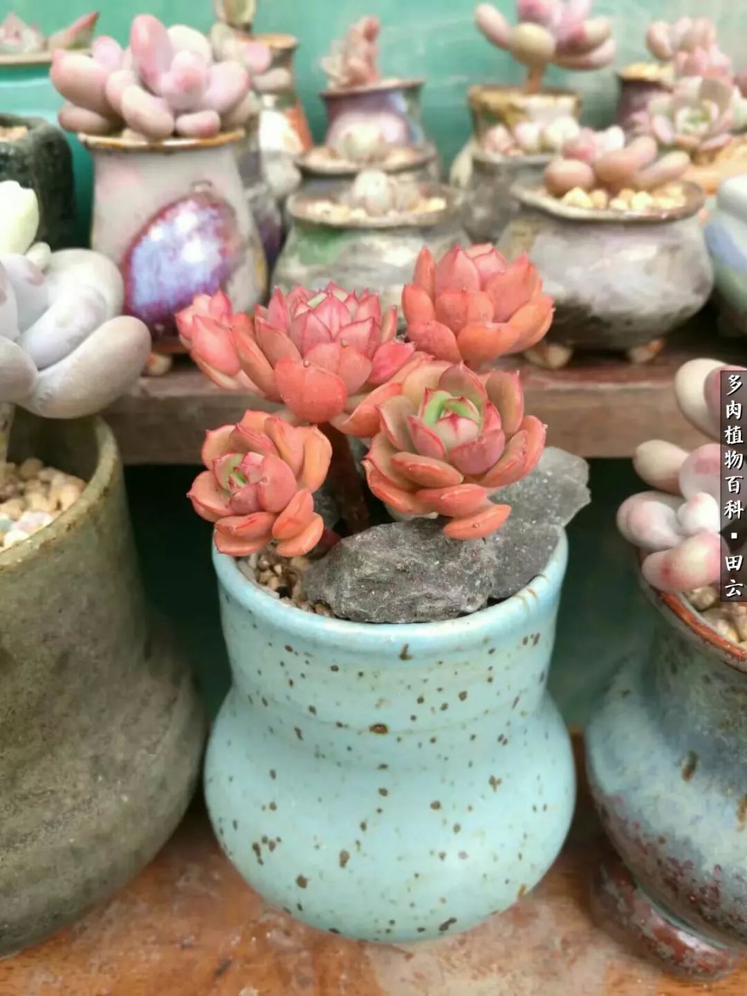 养多肉的精致生活,养多肉的乐趣在于没事瞎折腾