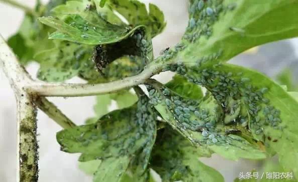 花盆里蔬菜的小虫怎么去除,蔬菜叶片有小虫怎么处理