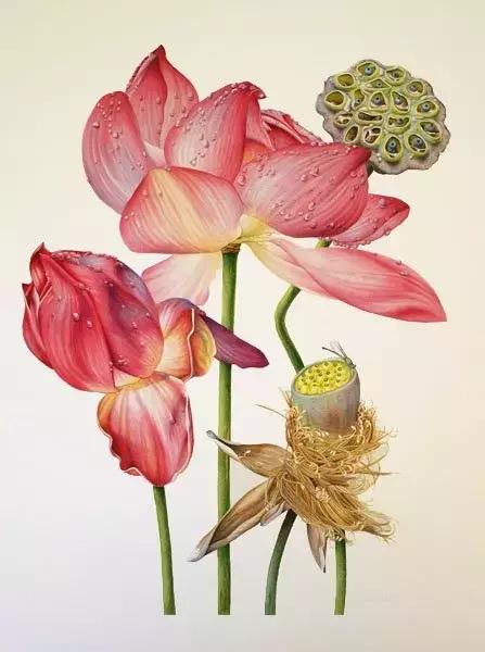 学画荷花和荷叶,荷花怎么画儿童简笔画