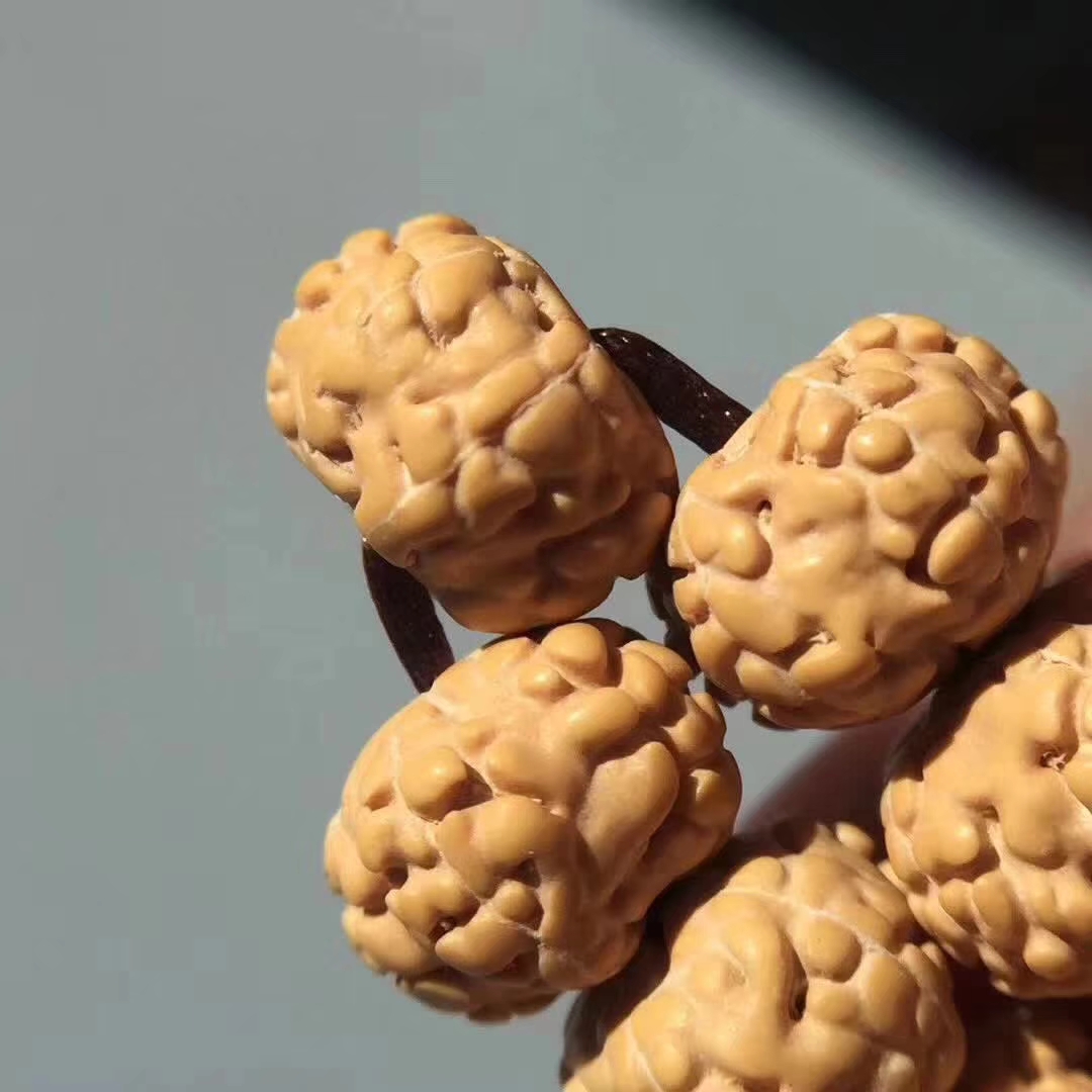 超级飞碟金刚菩提,五瓣爆肉梅花金刚菩提