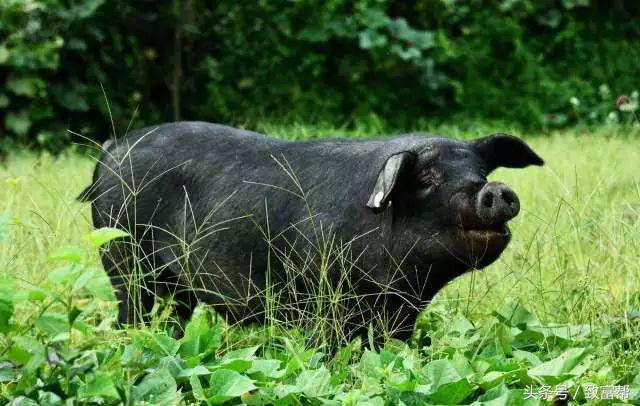 过去有哪些致富好项目,过去免费的致富金点子