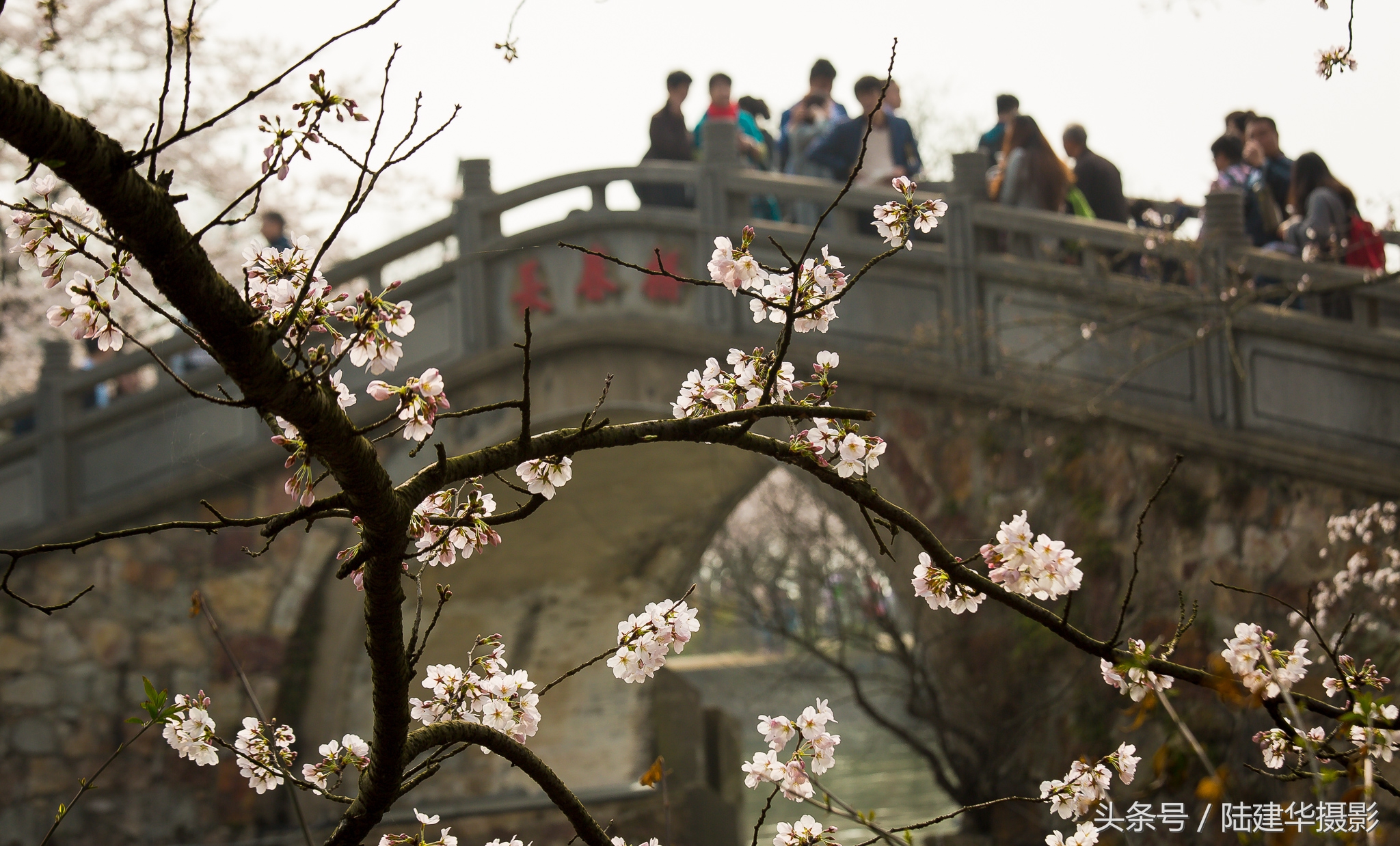 太湖鼋头渚樱花谷,鼋渚樱花是春天最浪漫的邂逅