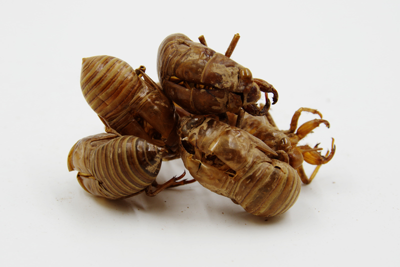 李祥云教授巧用虫类药治疗妇科病