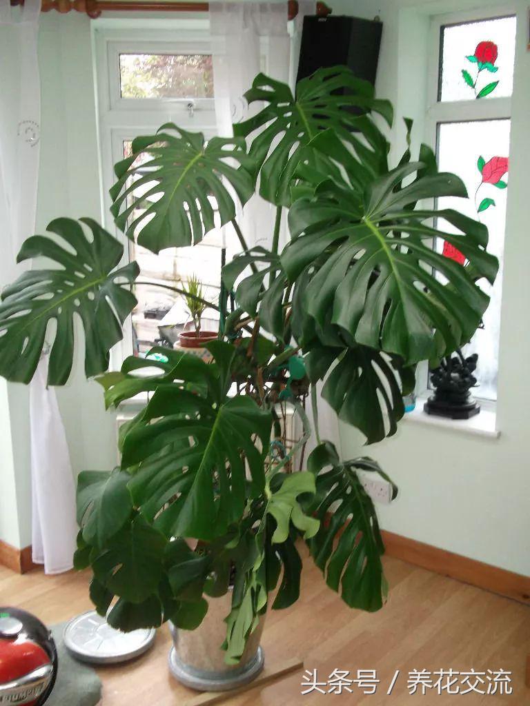 室内有甲醛绿植会怎样,适合家养的绿植吸甲醛