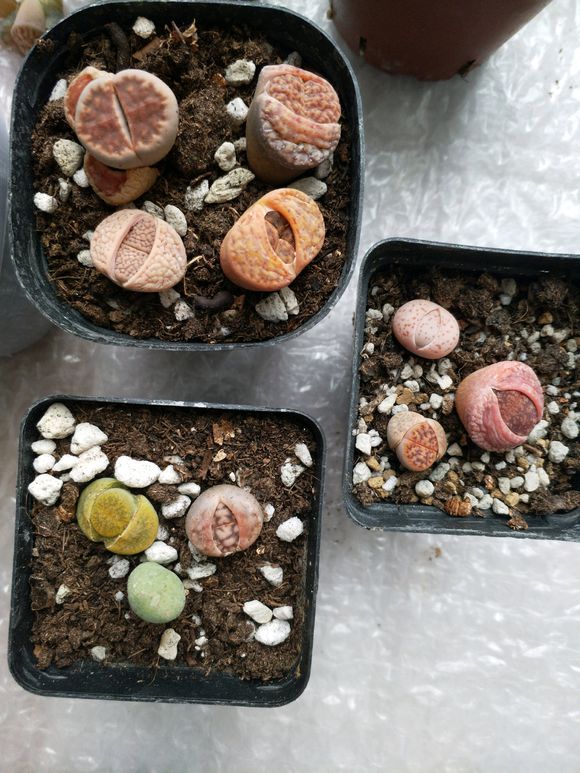 这种石头，放在阳台花盆里，竟然自己开花了！