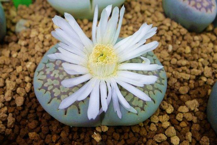 这种石头，放在阳台花盆里，竟然自己开花了！