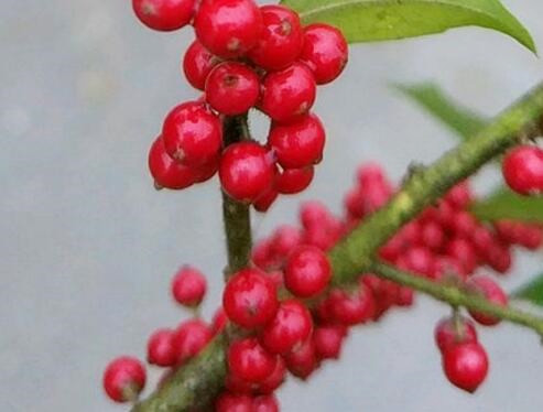 红果冬青10公分价格多少？如何种植？果实能吃吗？有哪些功效？