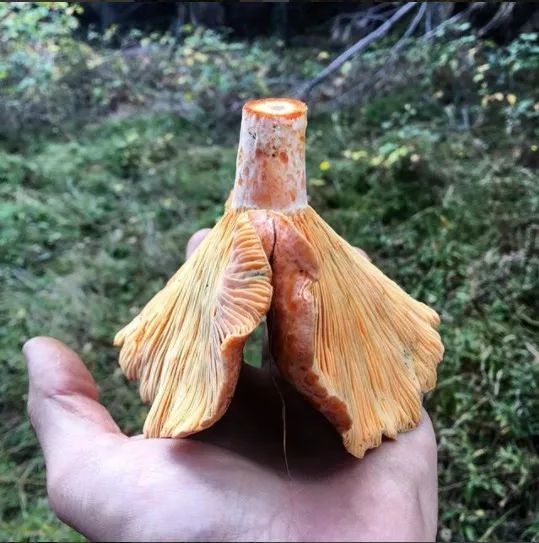 跟着澳洲大厨一起去“打野食”