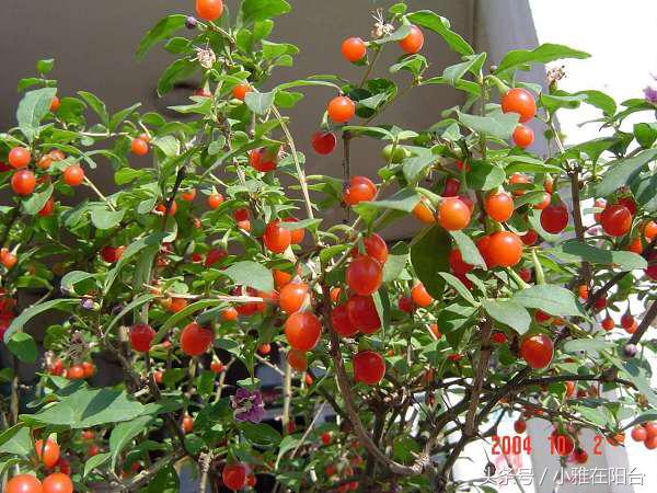 野生枸杞插枝种植方法,春天枸杞盆栽