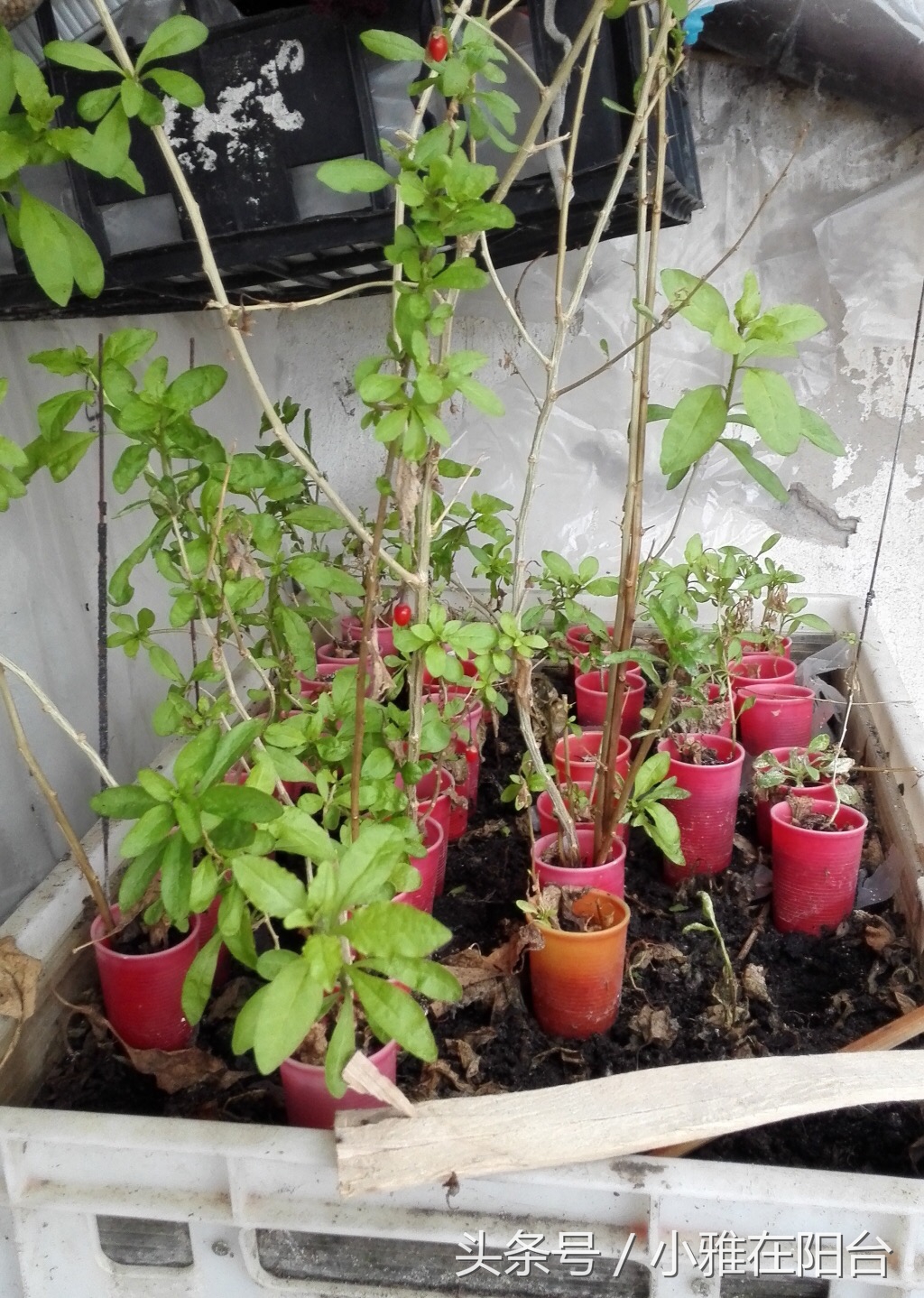 阳台种一棵桑葚,枸杞怎么种小盆栽最佳