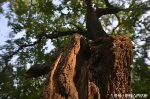 请回答90后的重庆,请回答2009完整版