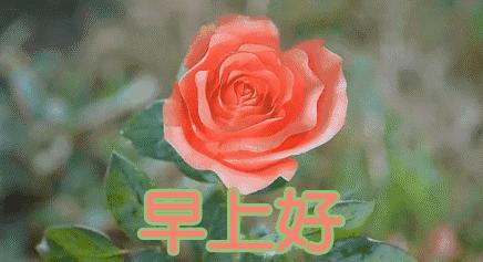 早上好的祝福语大全动图,早上好问候祝福语大全动态图