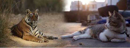 怎么说才能让猫咪听懂你说的话,猫咪对你表示友好时会有什么表现