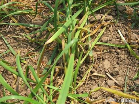 韭菜有什么病害怎么防治,韭菜上面的虫怎么治