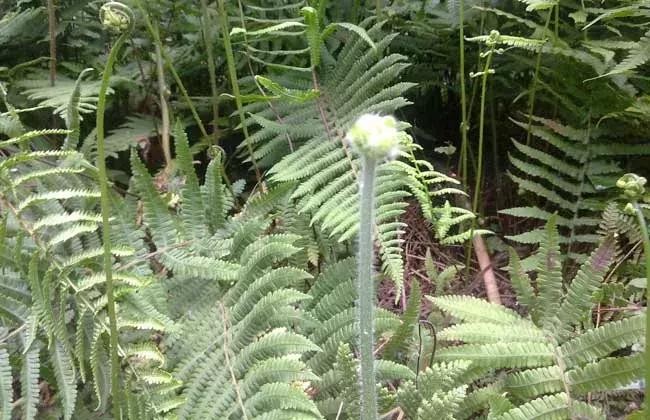 春天餐桌上不容错过的两种野菜,春天不可辜负的六种野菜