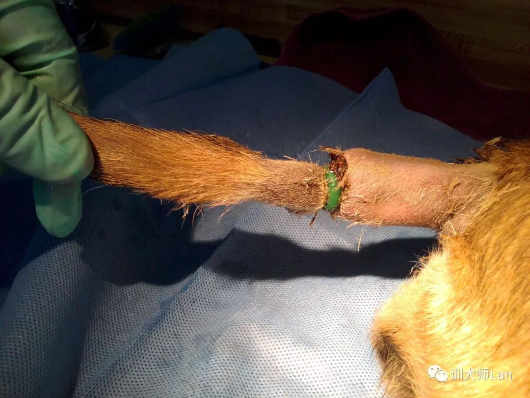 给狗断尾巴有什么作用和功效,断尾对狗的伤害