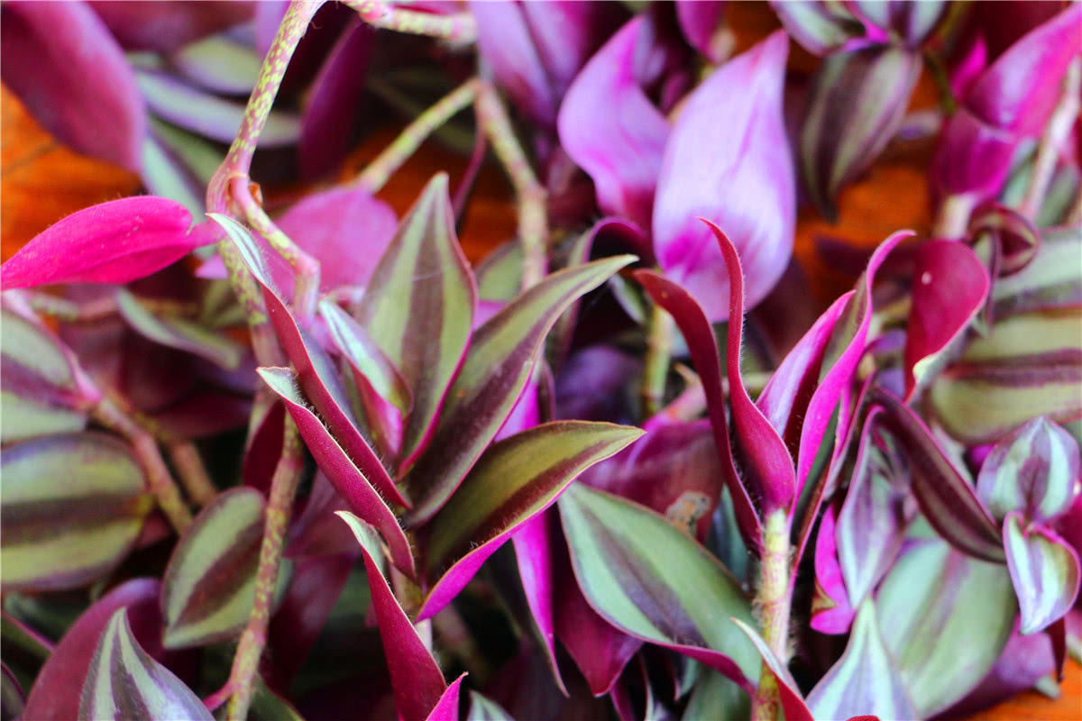 3月美食野菜,三亚特色野菜