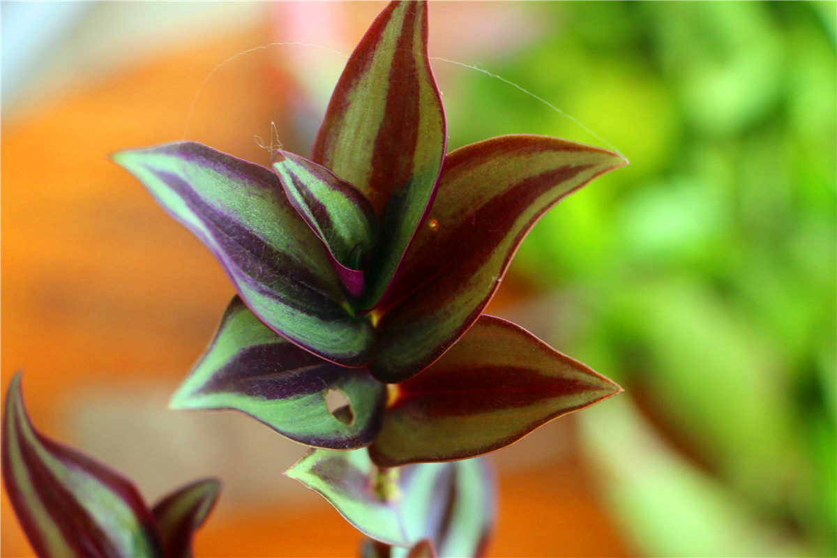 3月美食野菜,三亚特色野菜