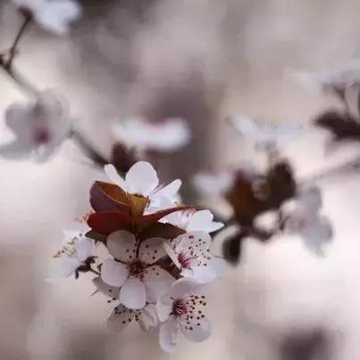 真樱花和假樱花的区别,怎么分辨真樱花还是假樱花