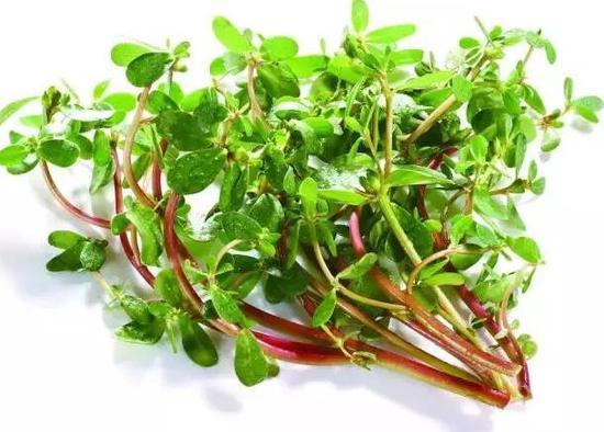 糖尿病吃什么野菜好,春季野菜不要随便挖这些野菜有毒