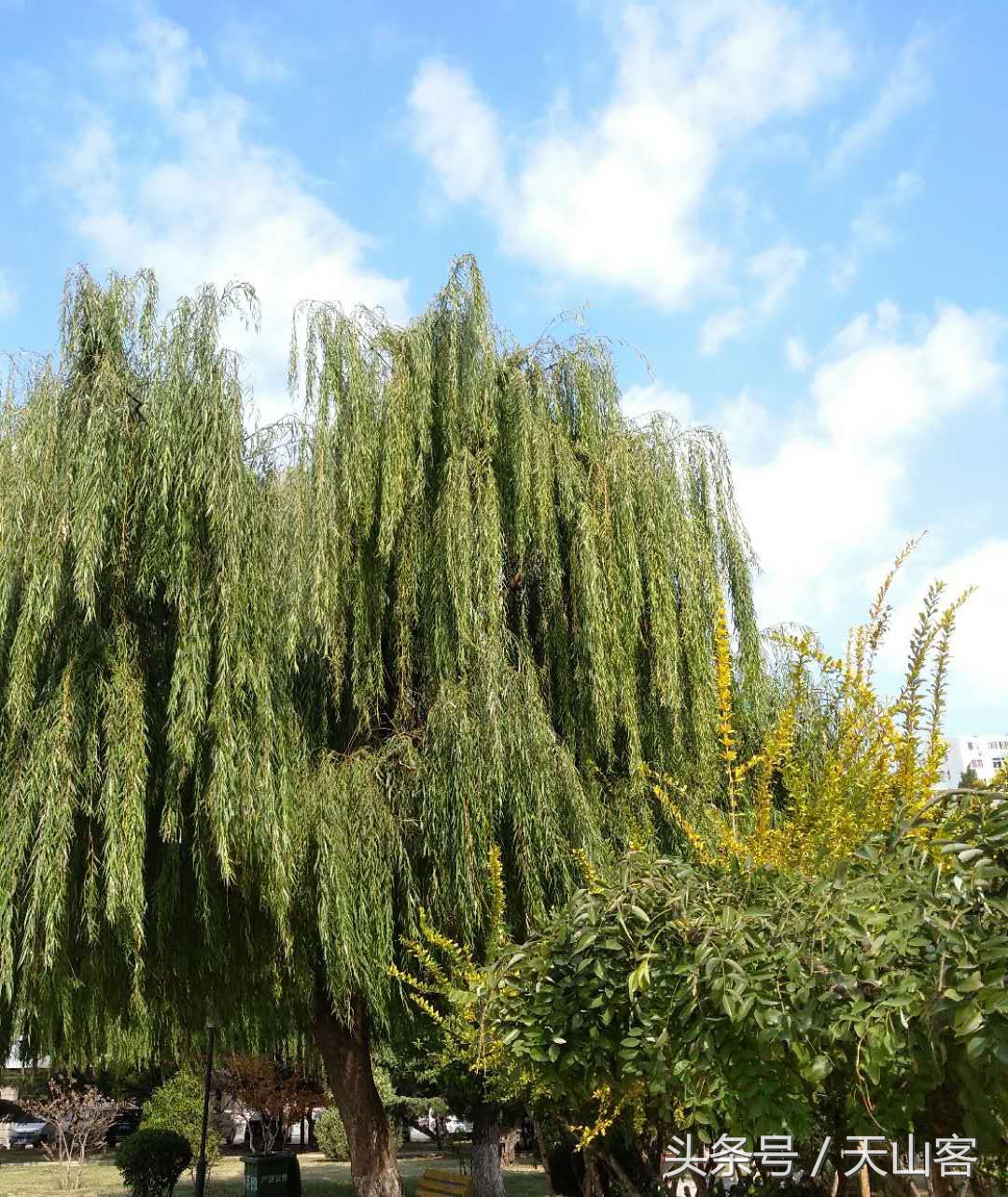 柳树的情感和品格,柳树的品格是什么