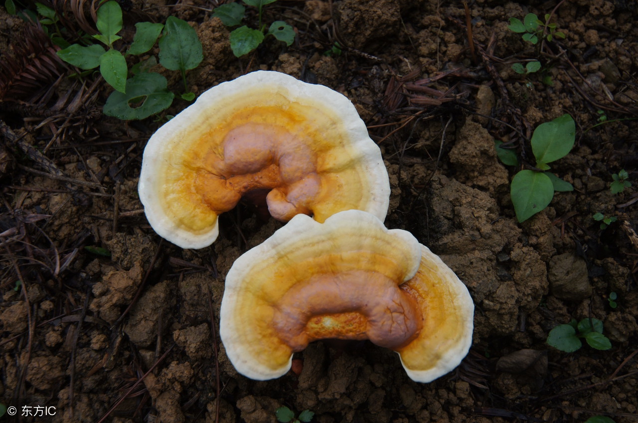 曹操与陶渊明,曹操和李时珍