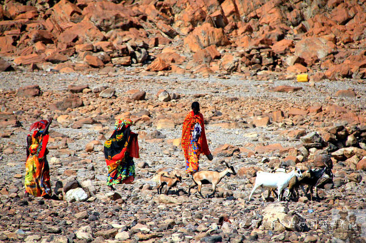 吉布提神奇的阿法人：姑娘在沙漠里放羊，男人的胡子染成红、黄色