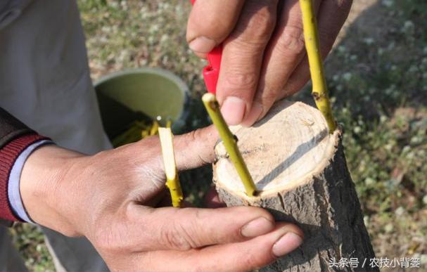 扦插嫁接生根育苗最新技术,扦插果树生根最快方法