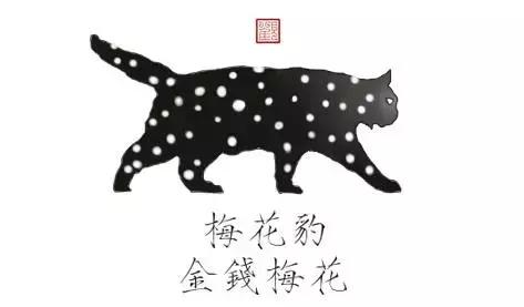 猫谱：因相成名，因名成谱《蓝毛毛找猫》24：猫出有名
