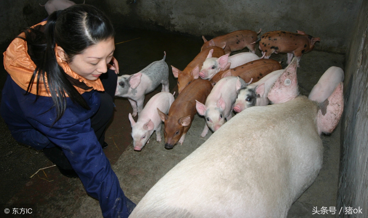 母猪得了产后无乳综合征怎么办？这里有五种治疗方法！