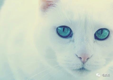 如何检查确认猫猫身上有没有猫癣,猫猫得了猫癣用什么药止痒