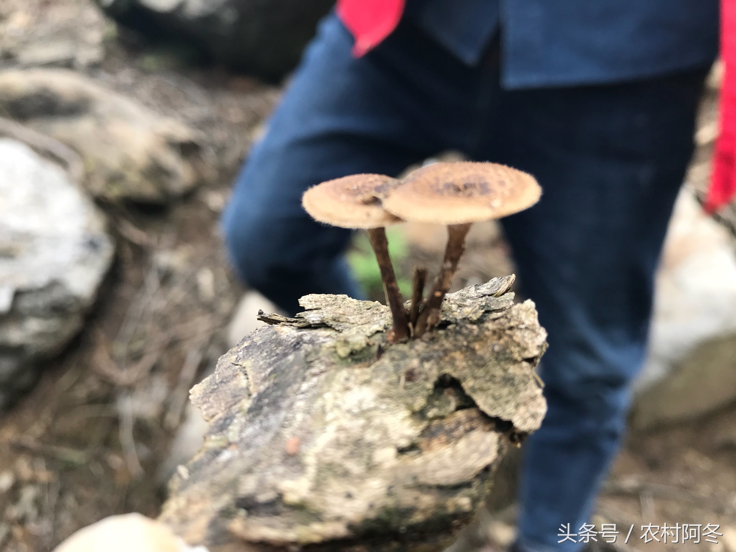 山上的松花粉多少钱一斤,药材松花粉