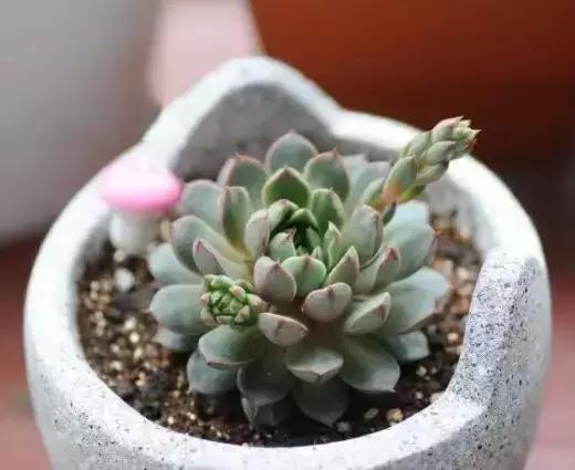 270种常见多肉图谱,270种常见多肉盆景