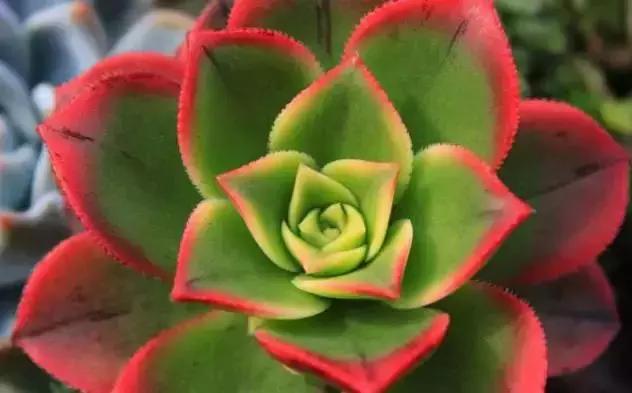 270种常见多肉图谱,270种常见多肉盆景