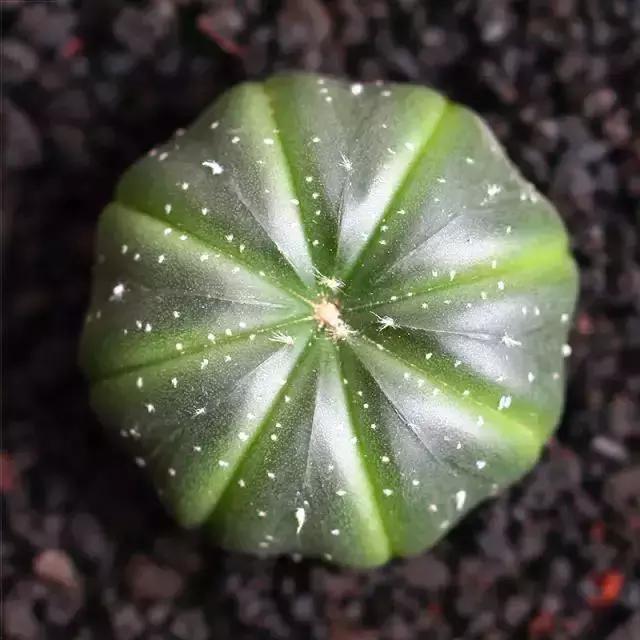 270种常见多肉图谱,270种常见多肉盆景