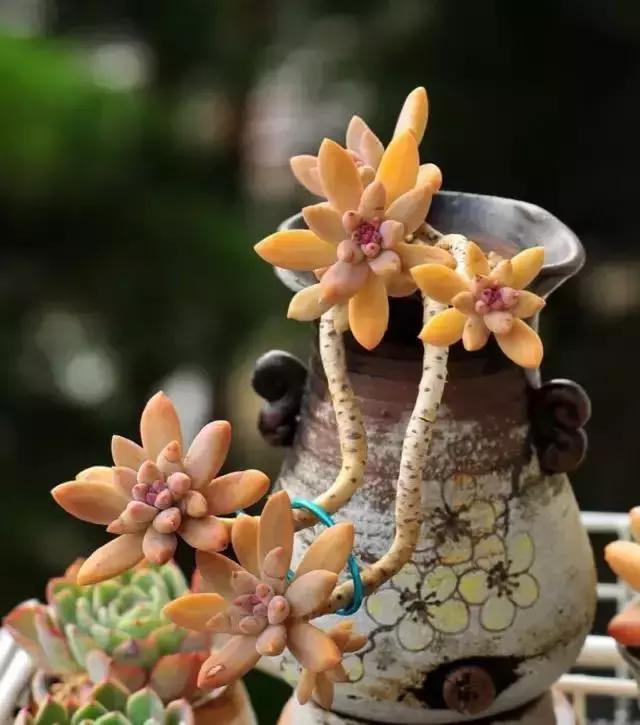 270种常见多肉图谱,270种常见多肉盆景