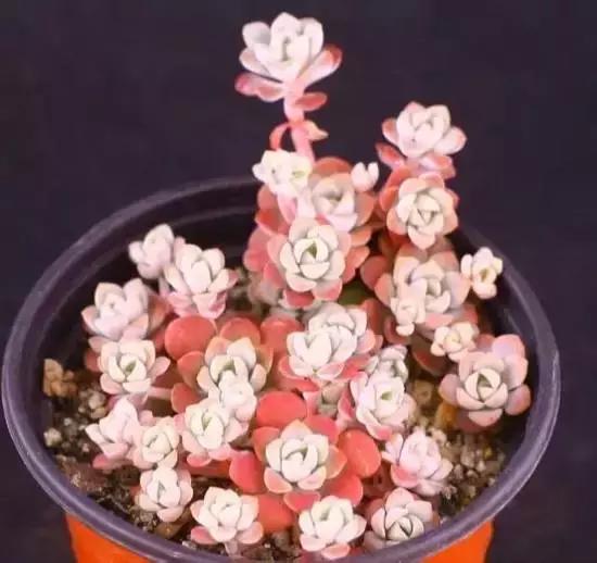 270种常见多肉图谱,270种常见多肉盆景