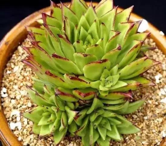 270种常见多肉图谱,270种常见多肉盆景