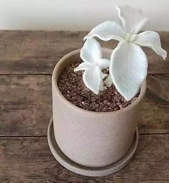 270种常见多肉图谱,270种常见多肉盆景