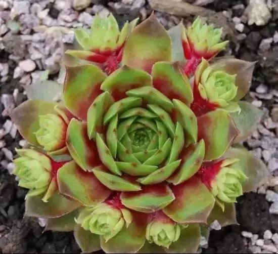 270种常见多肉图谱,270种常见多肉盆景