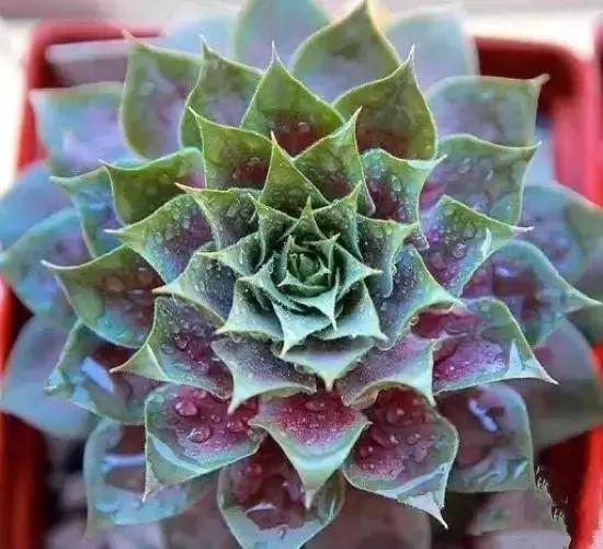 270种常见多肉图谱,270种常见多肉盆景