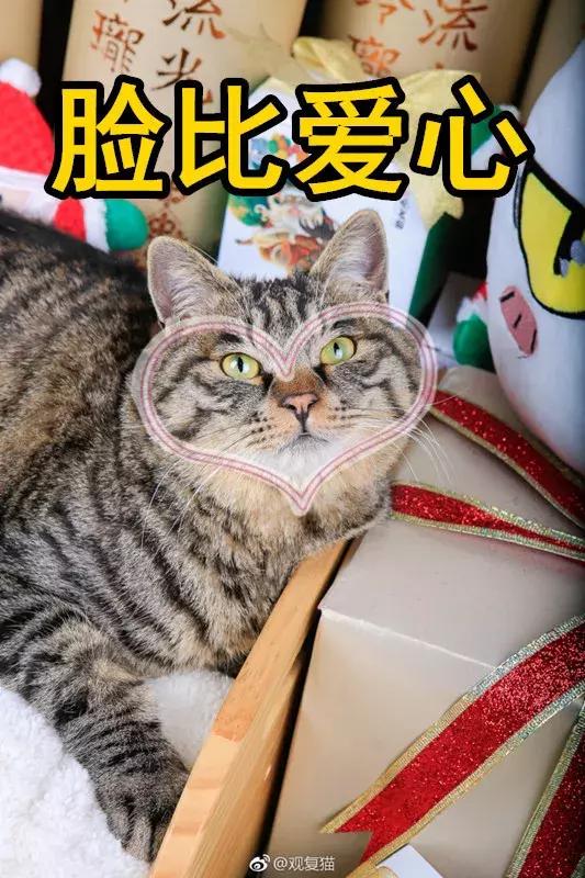 盘点中国古代猫,中国名猫有哪些猫