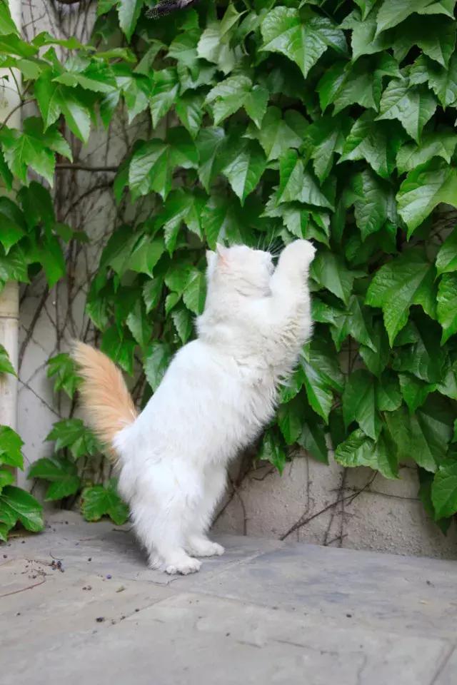 盘点中国古代猫,中国名猫有哪些猫